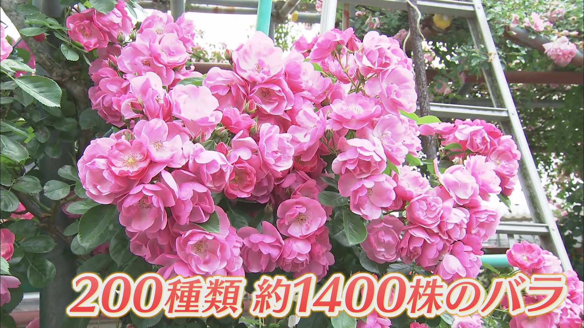 1400株のバラに込めた妻への思い…84歳が管理する無料バラ園　去年の大きな被害を乗り越えて　浜松市