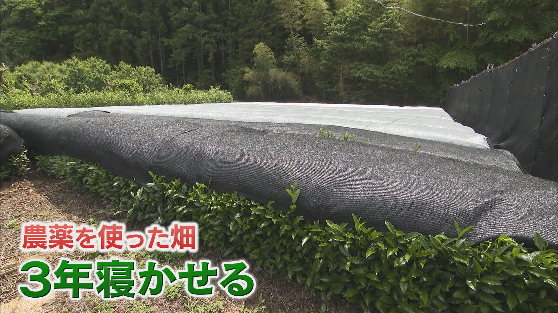 “トランプ関税”が追い風? 輸出が5年前の2倍に 生産が追い付かない…静岡産抹茶が苦戦するヒミツ