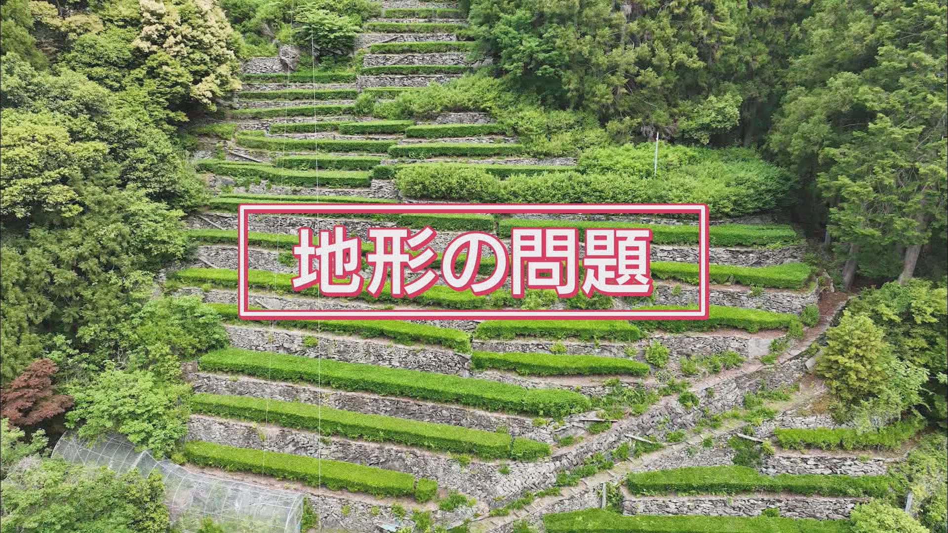 “トランプ関税”が追い風? 輸出が5年前の2倍に 生産が追い付かない…静岡産抹茶が苦戦するヒミツ