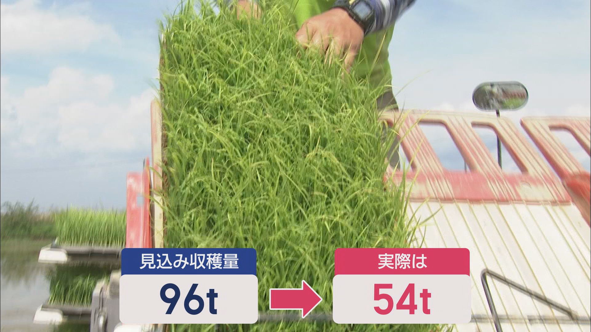 コメ不足のいまだからこそ重宝? 収穫量が2倍に? 『再生二期作』とは 浜松市
