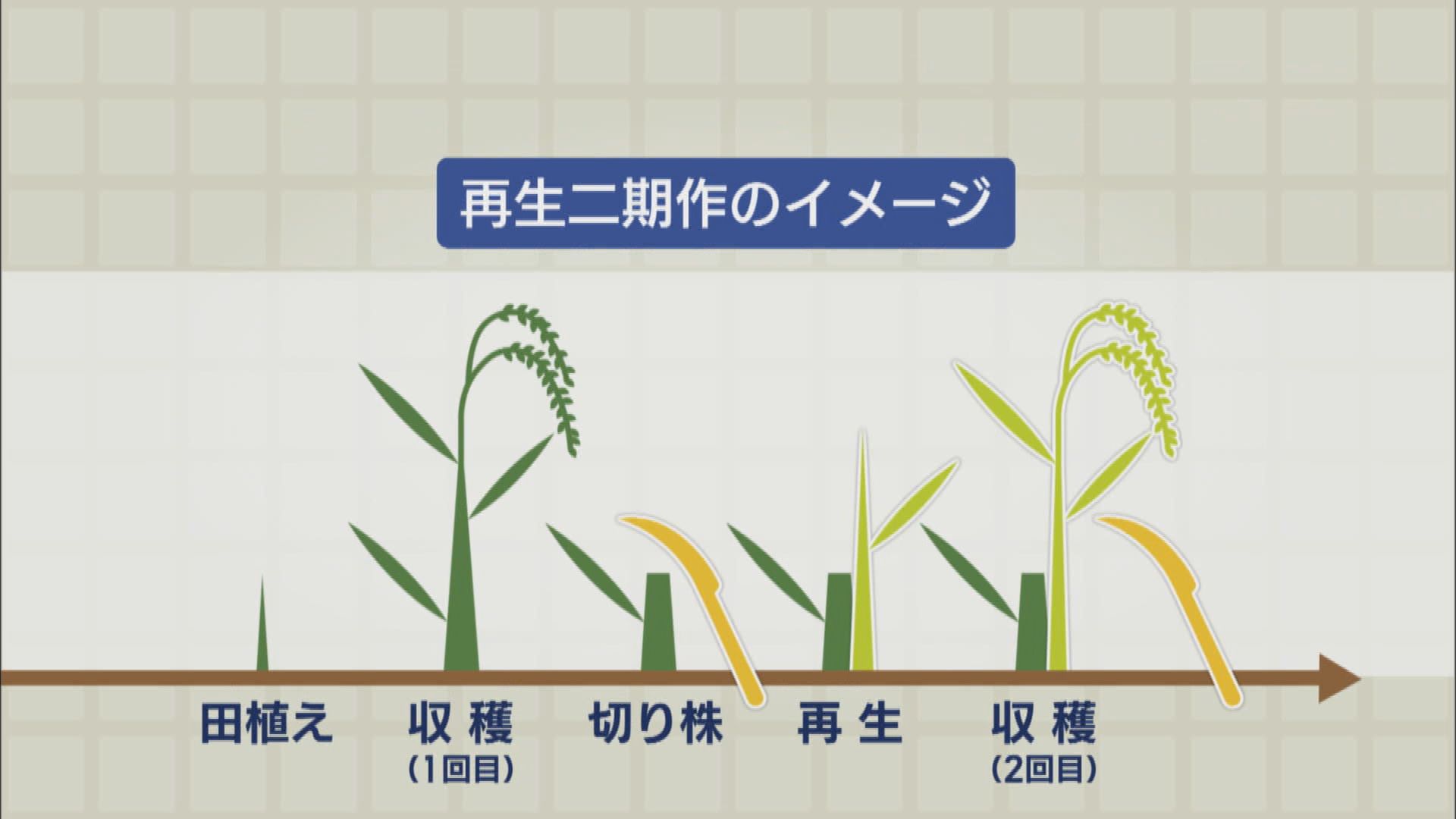 コメ不足のいまだからこそ重宝? 収穫量が2倍に? 『再生二期作』とは 浜松市
