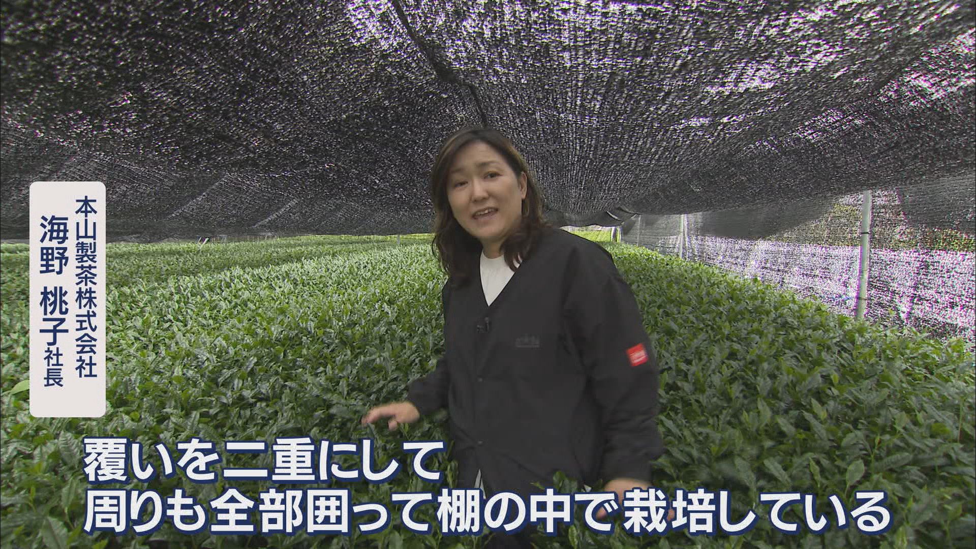 “トランプ関税”が追い風? 輸出が5年前の2倍に 生産が追い付かない…静岡産抹茶が苦戦するヒミツ