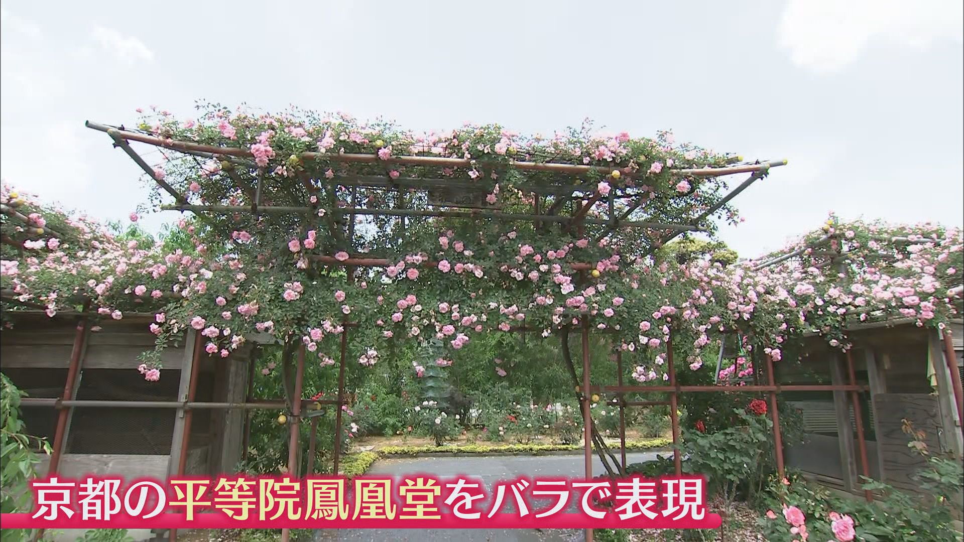 1400株のバラに込めた妻への思い…84歳が管理する無料バラ園　去年の大きな被害を乗り越えて　浜松市