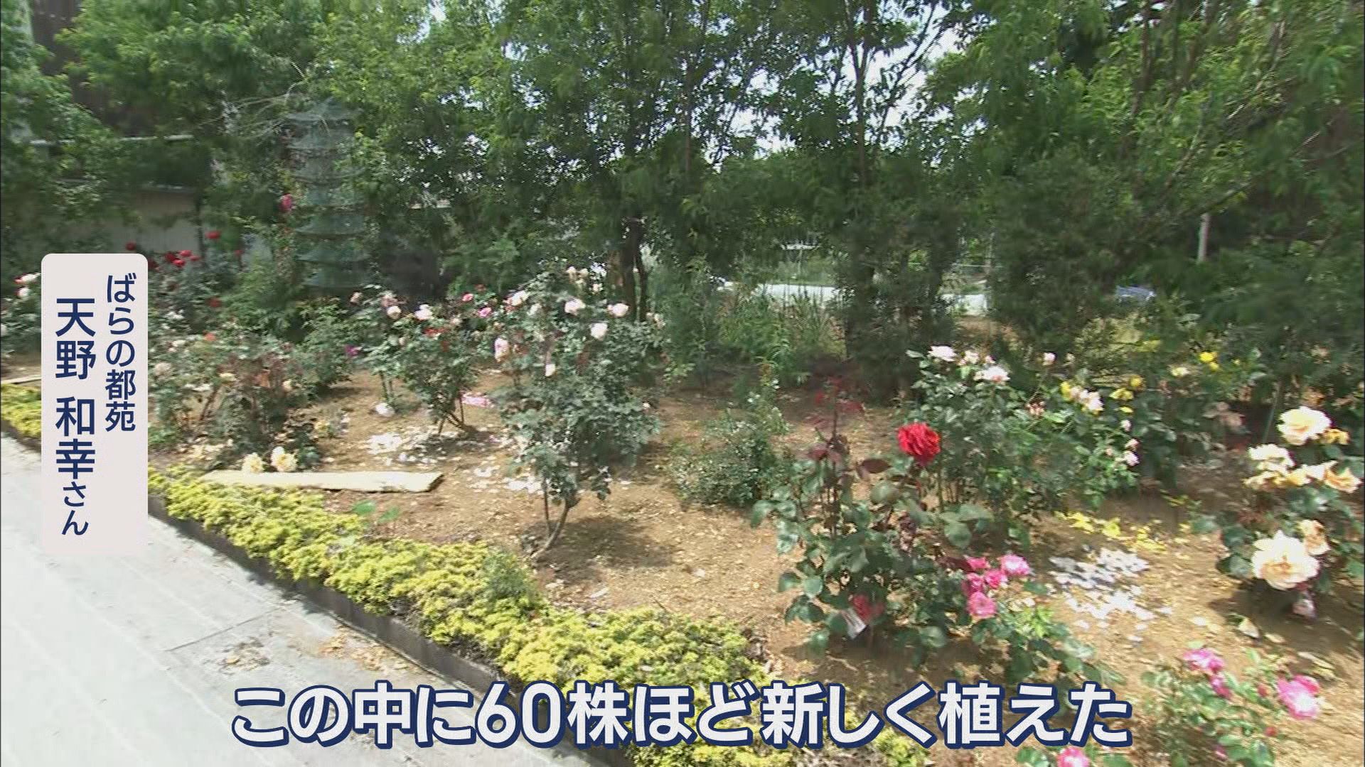 1400株のバラに込めた妻への思い…84歳が管理する無料バラ園　去年の大きな被害を乗り越えて　浜松市