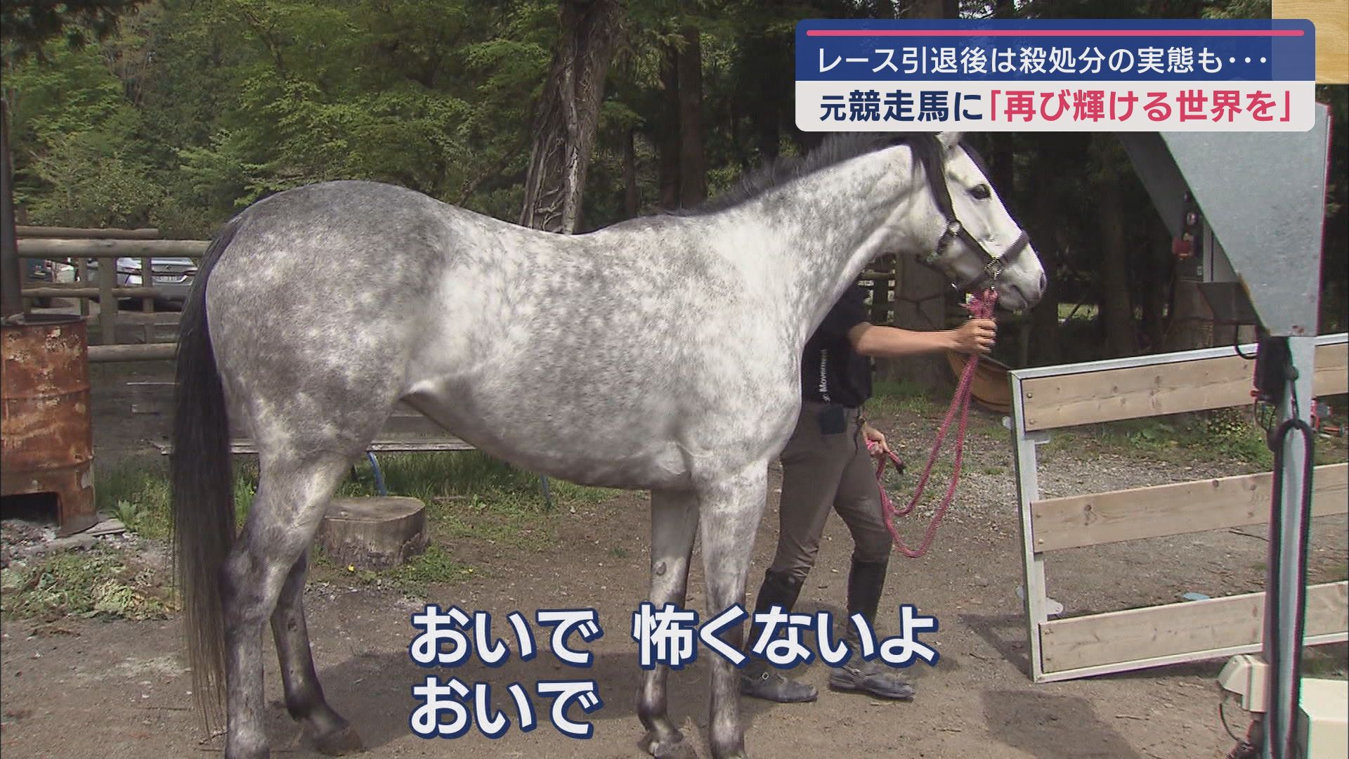 「ベルーガサミット」５歳馬