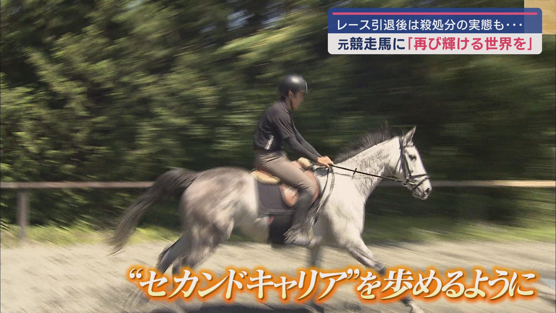 「ベルーガサミット」５歳馬