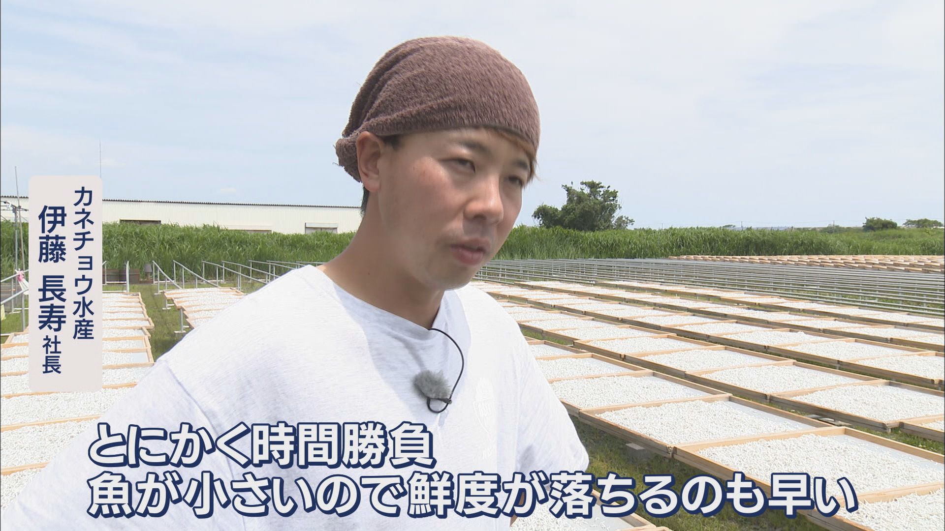 シラスは豊漁に向かうのか…黒潮大蛇行に終息の兆し 18日の漁では水揚げ12トン 静岡・磐田市
