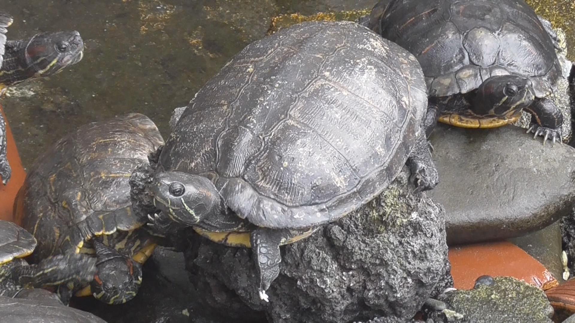 どうなる「居場所」なくなる24匹のカメ…老朽化した施設の建て替えで そこに救いの主が 静岡・沼津市
