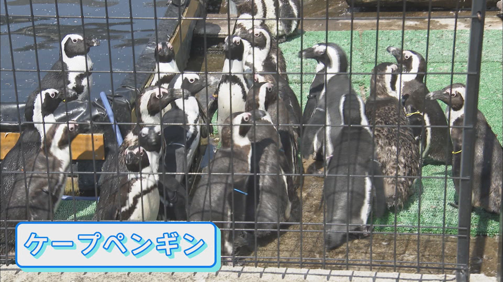 白輪社長が目指す水族館はiZooと同じ「体感型」ズーズーシー 同じ清水区に計画している市は「ウェルカム」 静岡市