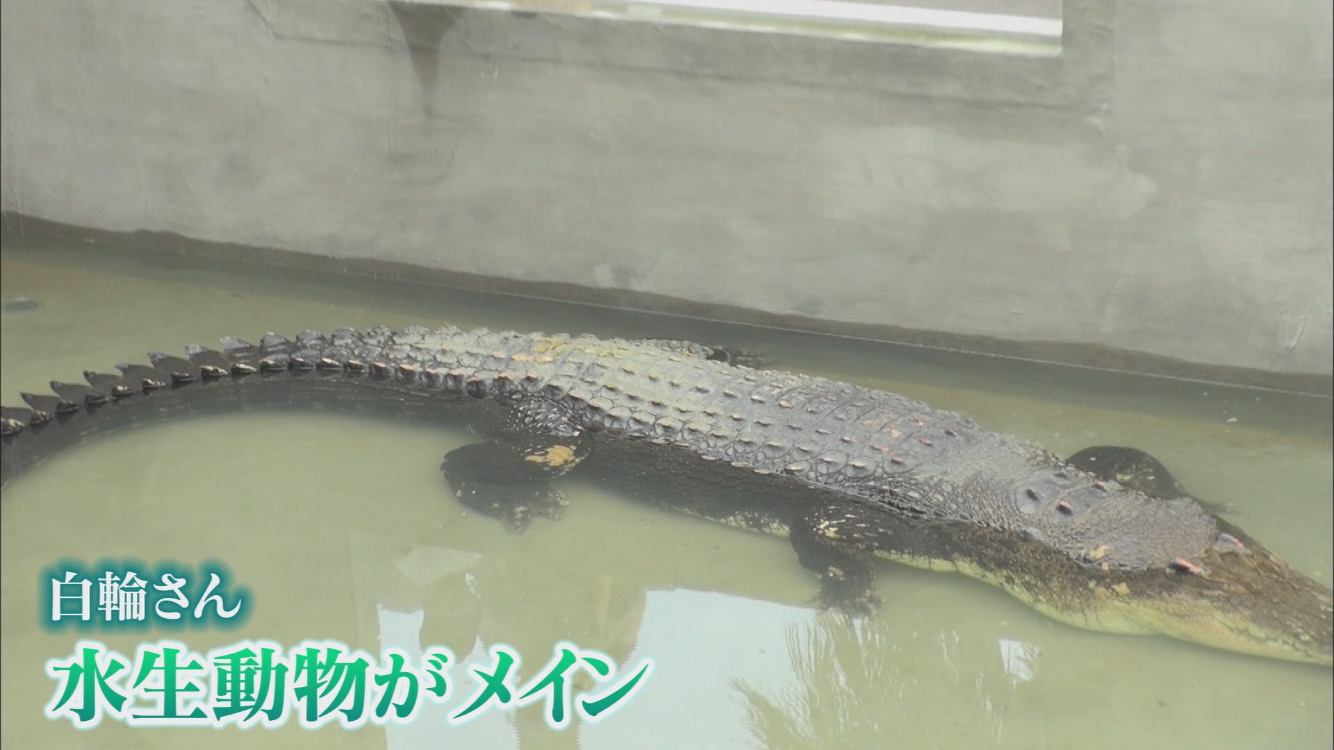 白輪社長が目指す水族館はiZooと同じ「体感型」ズーズーシー 同じ清水区に計画している市は「ウェルカム」 静岡市