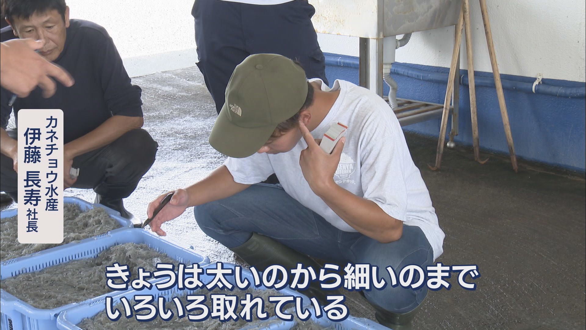 シラスは豊漁に向かうのか…黒潮大蛇行に終息の兆し 18日の漁では水揚げ12トン 静岡・磐田市