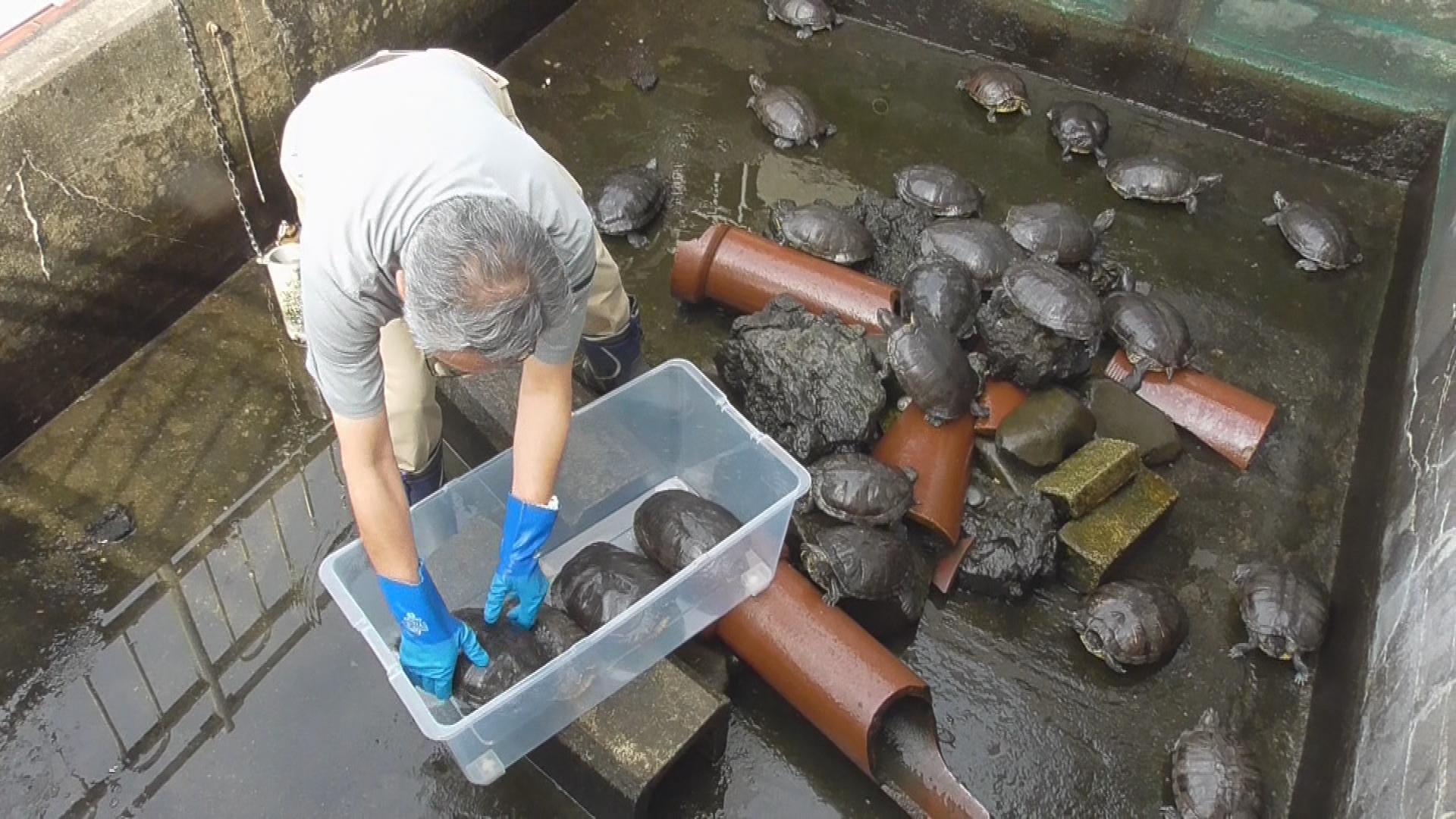 どうなる「居場所」なくなる24匹のカメ…老朽化した施設の建て替えで そこに救いの主が 静岡・沼津市