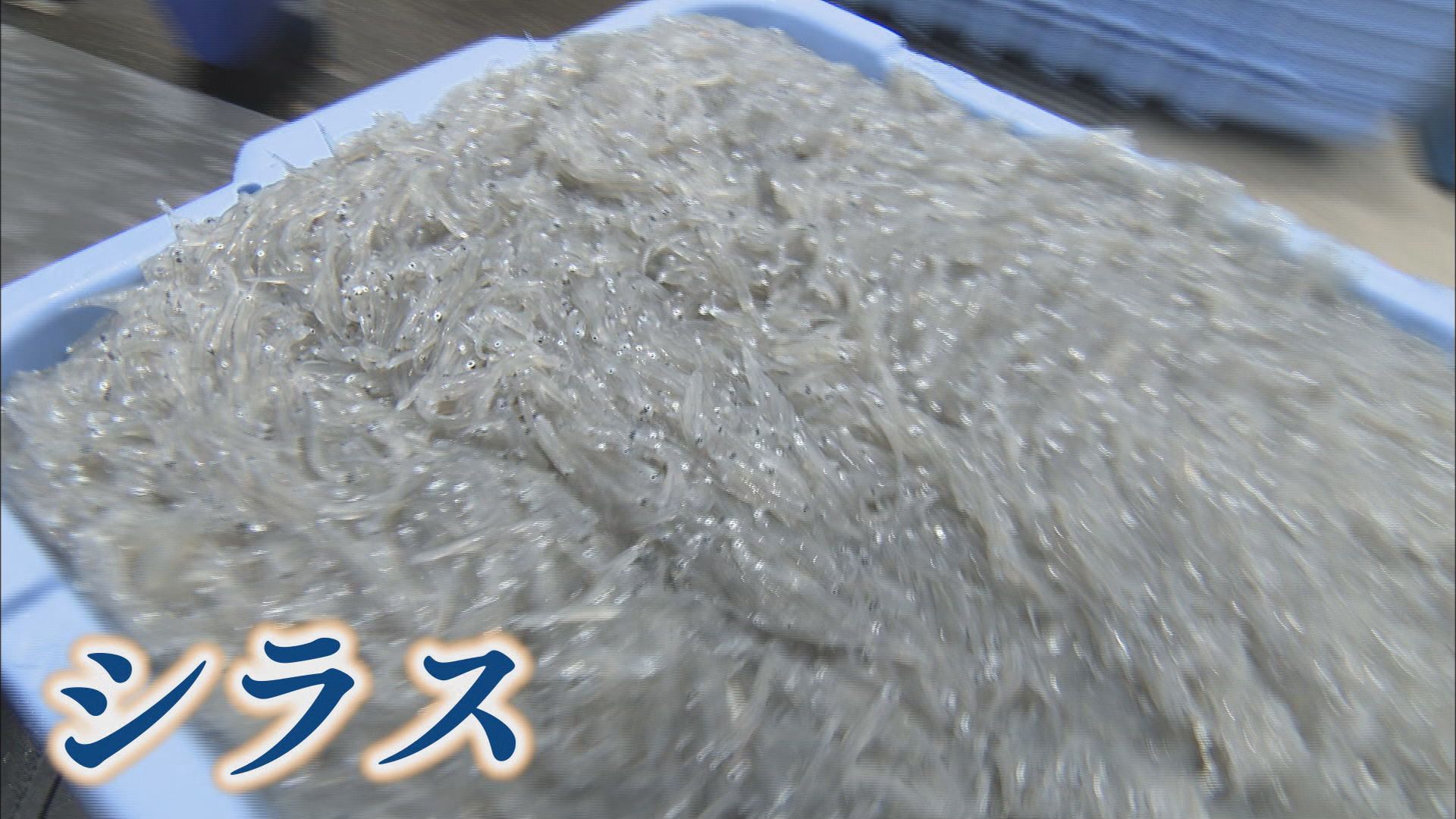 シラスは豊漁に向かうのか…黒潮大蛇行に終息の兆し 18日の漁では水揚げ12トン 静岡・磐田市