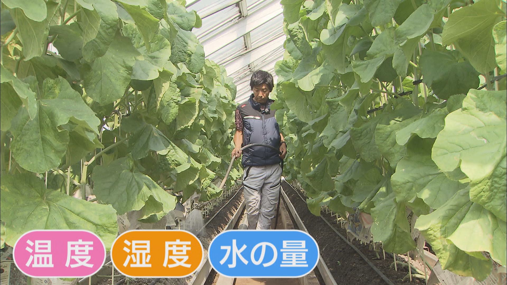 後継者不足に悩むメロン農家に33年ぶりの新規就農者…国立大卒44歳の元広告マン　静岡・袋井市