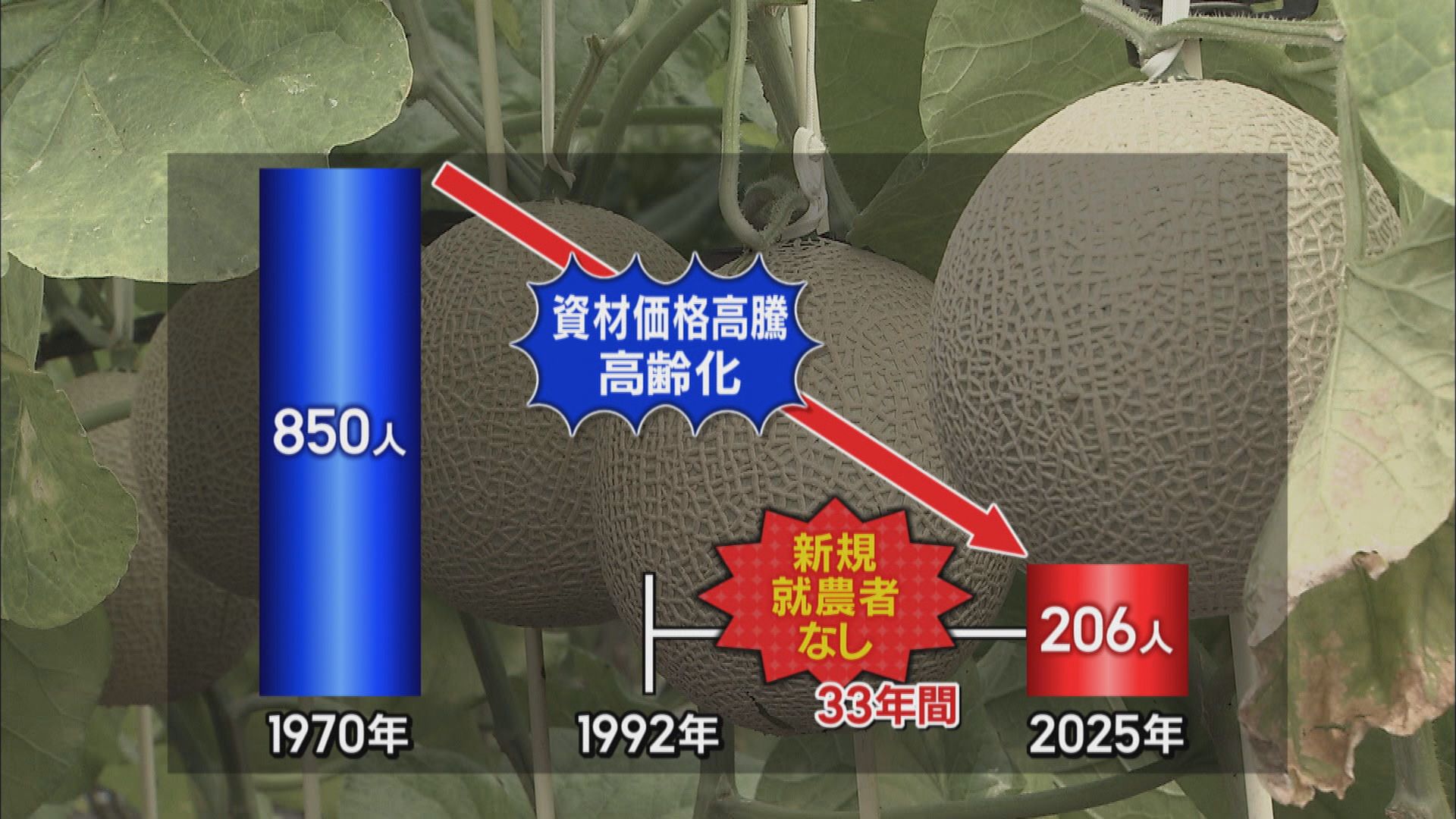 後継者不足に悩むメロン農家に33年ぶりの新規就農者…国立大卒44歳の元広告マン　静岡・袋井市