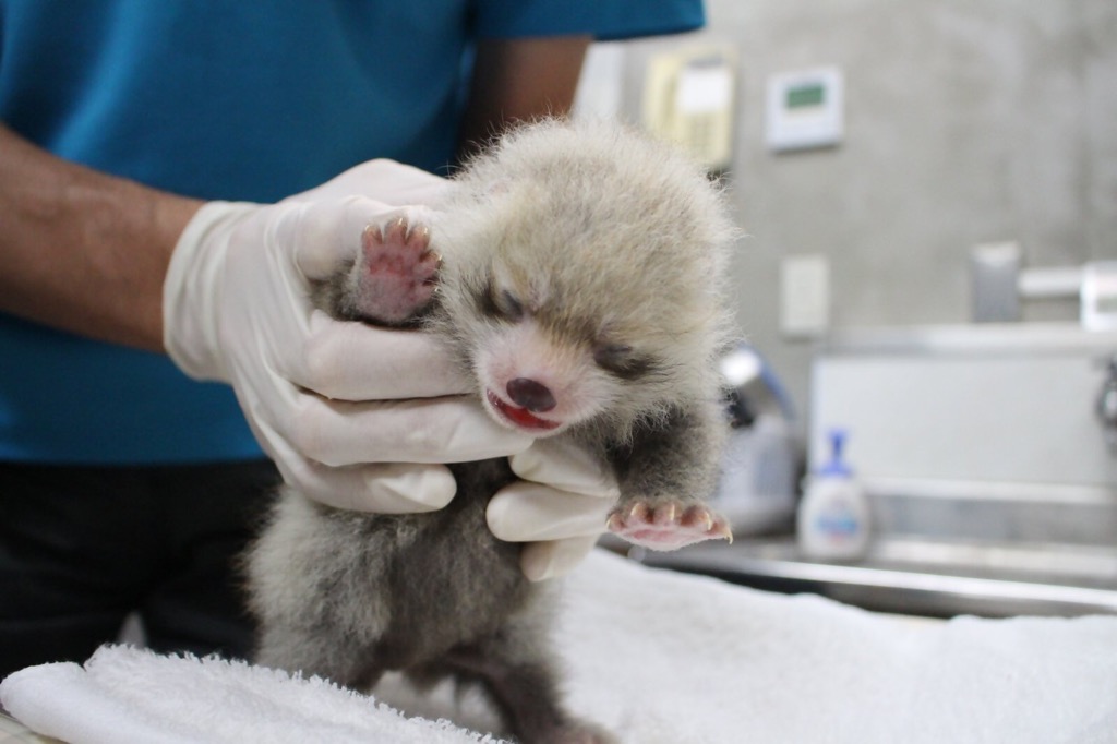 静岡市の日本平動物園で2年ぶりとなるレッサーパンダの赤ちゃんが誕生 順調に生育すれば秋頃に一般公開する予定