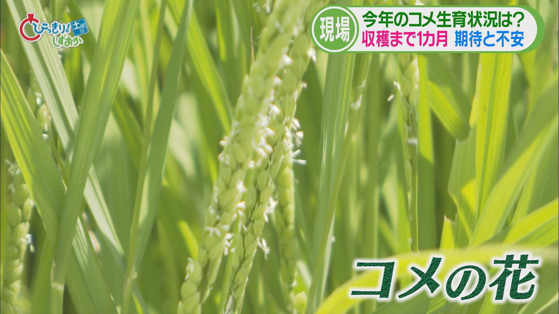 農業の現場では高温・少雨を懸念…天敵カメムシも 救いの新品種「にじのきらめき」 今年の静岡コメ事情②
