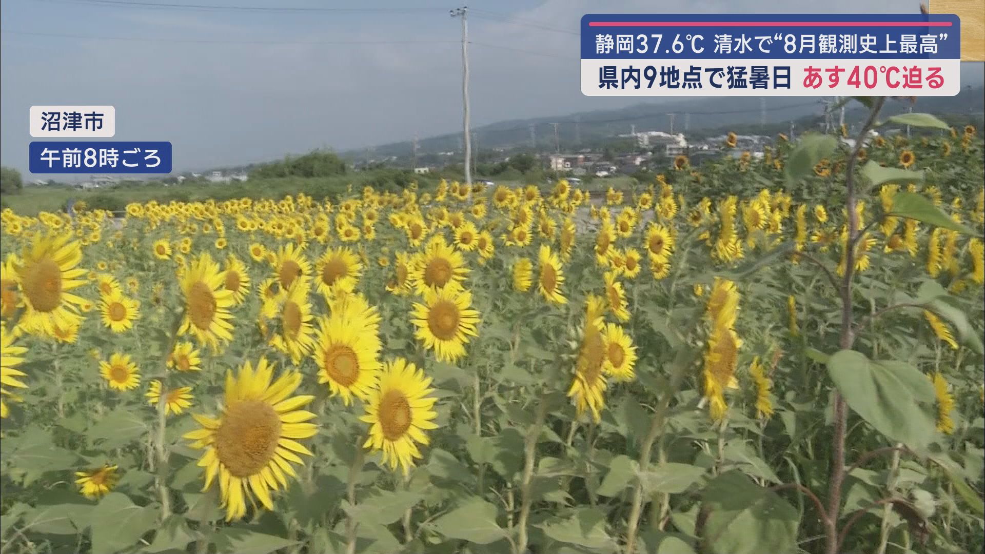 9地点で「猛暑日」…連日の「危険な暑さ」あす6日がピーク　ヒマワリはぐったり、プールは大にぎわい　静岡県