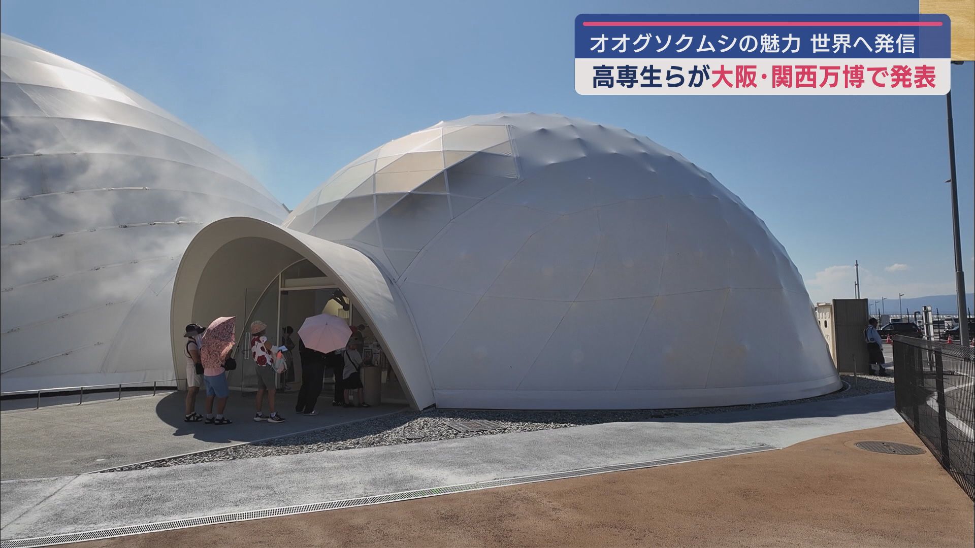 駿河湾に生息する深海生物「オオグソクムシ」　沼津高専の生徒らが研究結果を大阪関西万博で発表