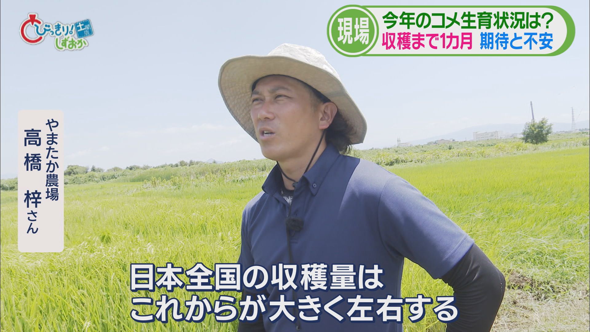 農業の現場では高温・少雨を懸念…天敵カメムシも 救いの新品種「にじのきらめき」 今年の静岡コメ事情②