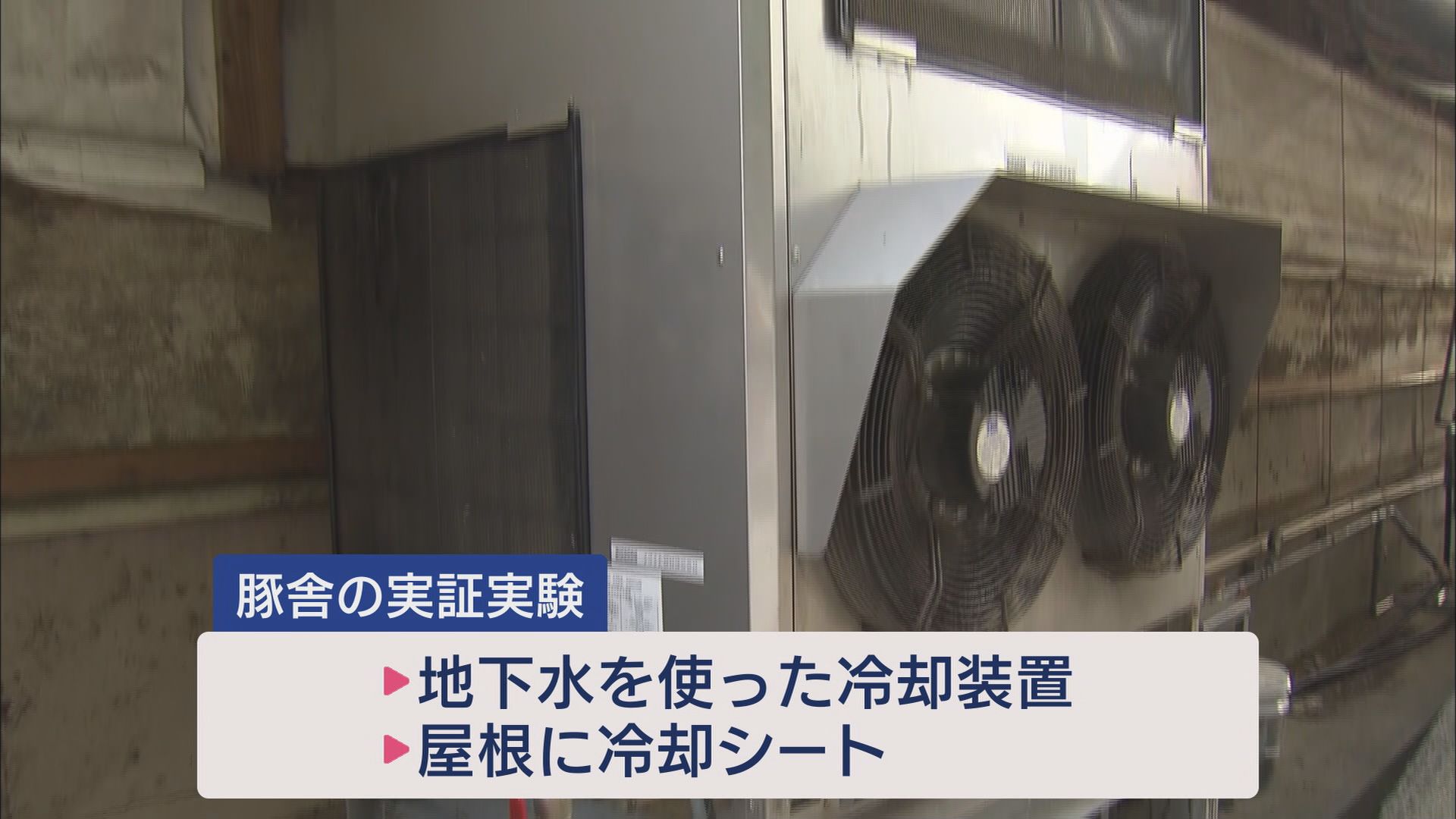 猛暑日続きブタもグロッキー…人気のとんかつ屋さん「1日1万円の負担増」 静岡・湖西市、静岡市