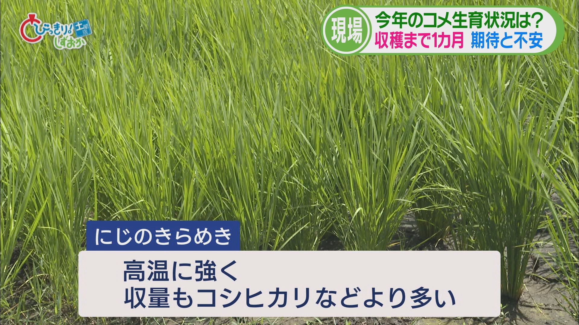 農業の現場では高温・少雨を懸念…天敵カメムシも 救いの新品種「にじのきらめき」 今年の静岡コメ事情②