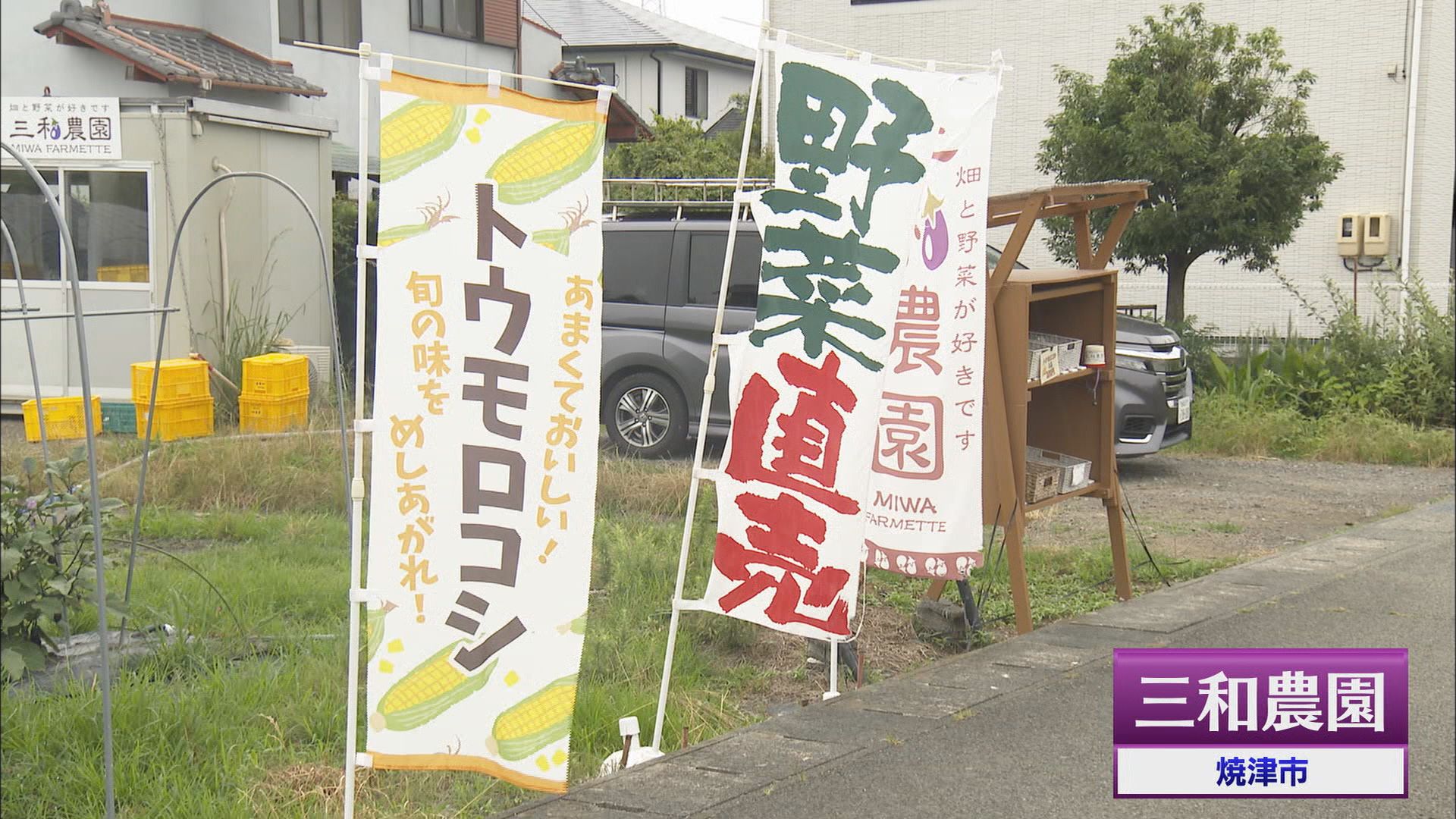 “観測史上最も暑い6月”…夏野菜にダメージ トウモロコシはしぼみ、ナス・ピーマンは高値 静岡市