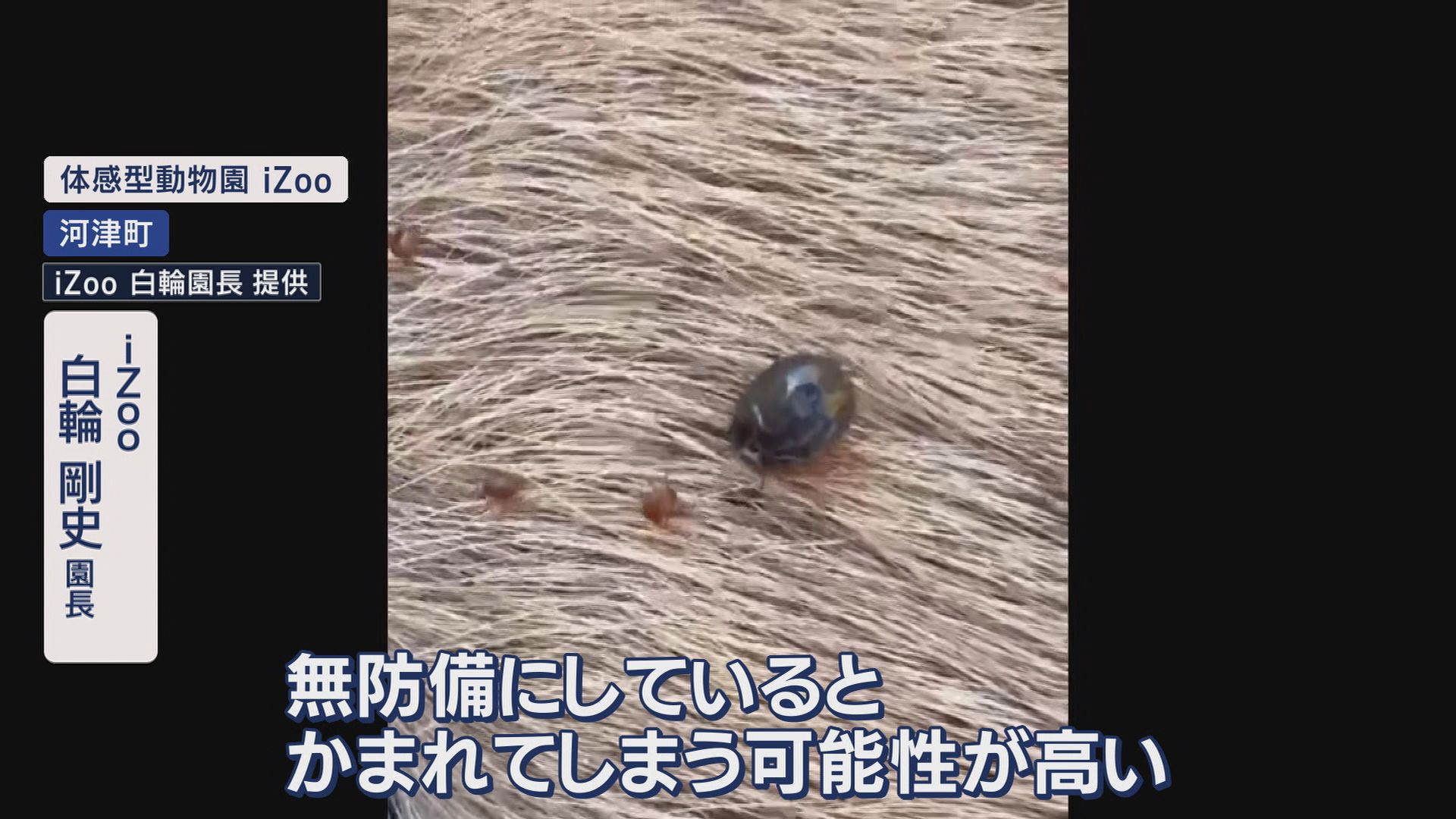 “森の吸血鬼”マダニから感染…致死率27%のSFTSが増加　野生動物から感染も　静岡県
