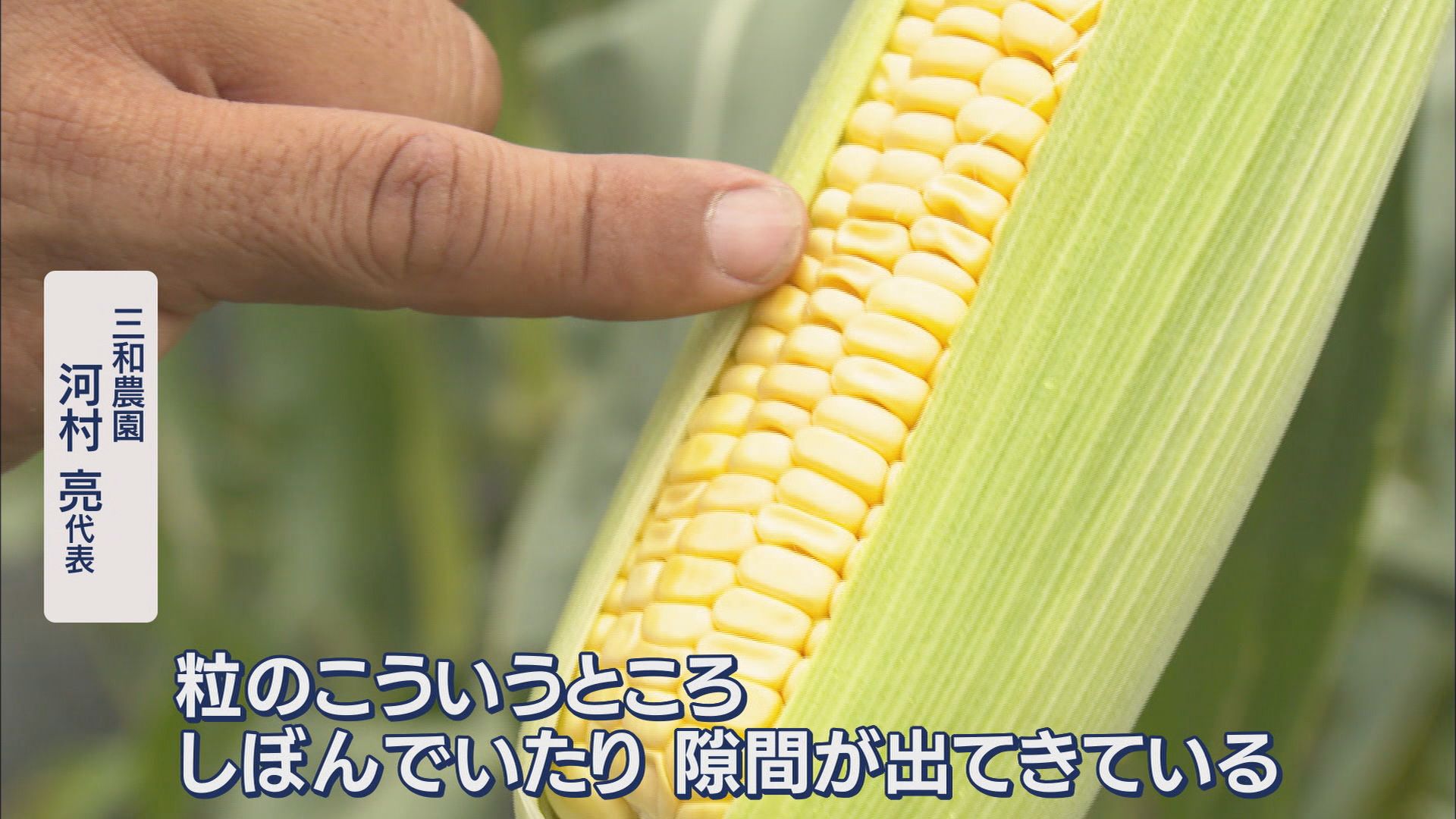“観測史上最も暑い6月”…夏野菜にダメージ トウモロコシはしぼみ、ナス・ピーマンは高値 静岡市