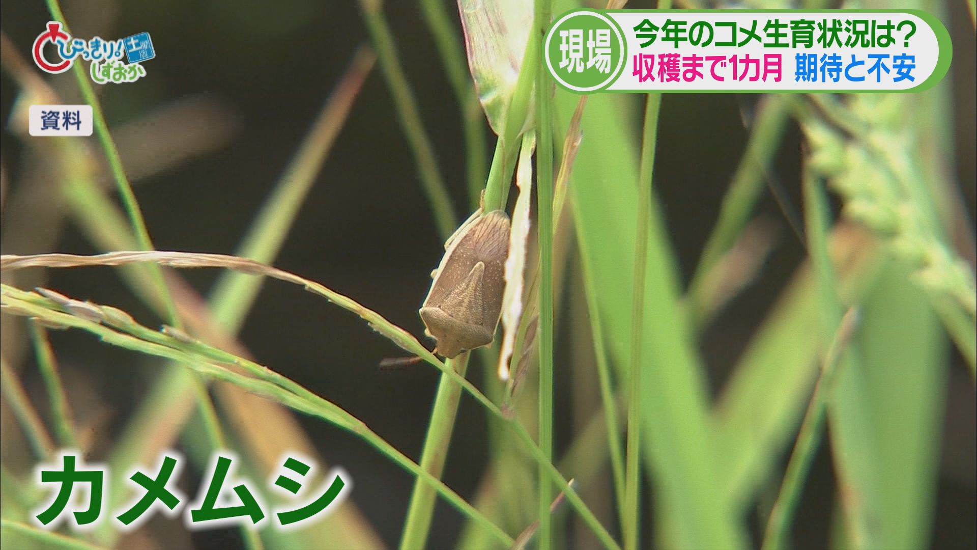 農業の現場では高温・少雨を懸念…天敵カメムシも 救いの新品種「にじのきらめき」 今年の静岡コメ事情②