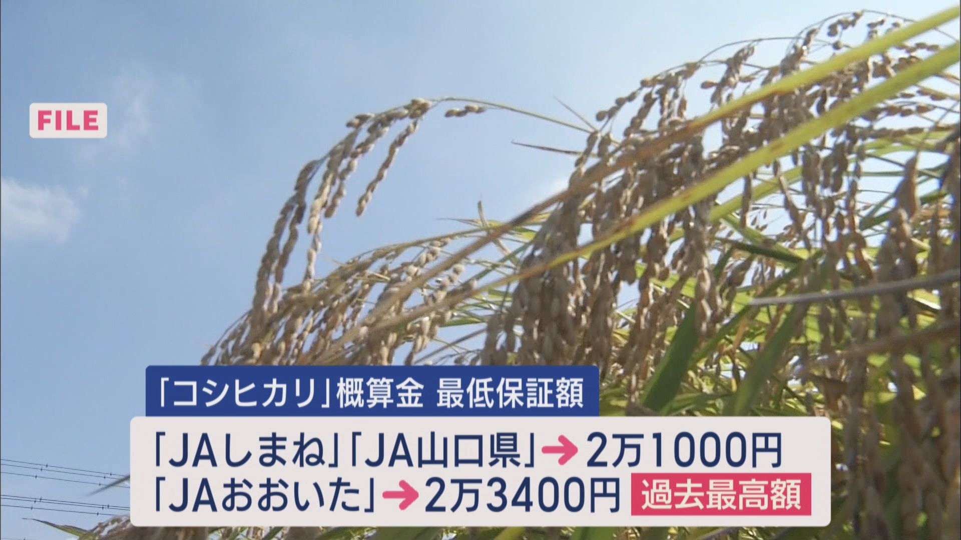 ことしのコメ価格5キロ3000円台か…今後の作柄も注視 害虫イネカメムシが異常発生 静岡県