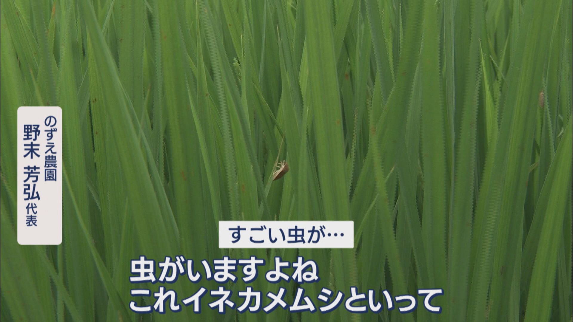 ことしのコメ価格5キロ3000円台か…今後の作柄も注視 害虫イネカメムシが異常発生 静岡県