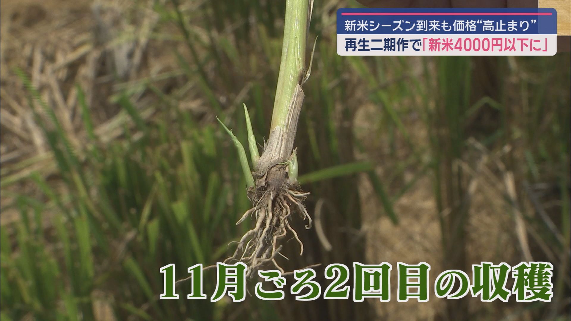 ひこばえ