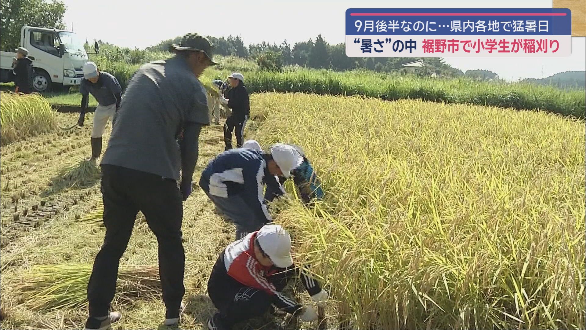 「悲鳴を上げるほど難しかった」児童が鎌を使って稲刈り体験 厳しい暑さの中「米作り」の集大成 静岡・裾野市