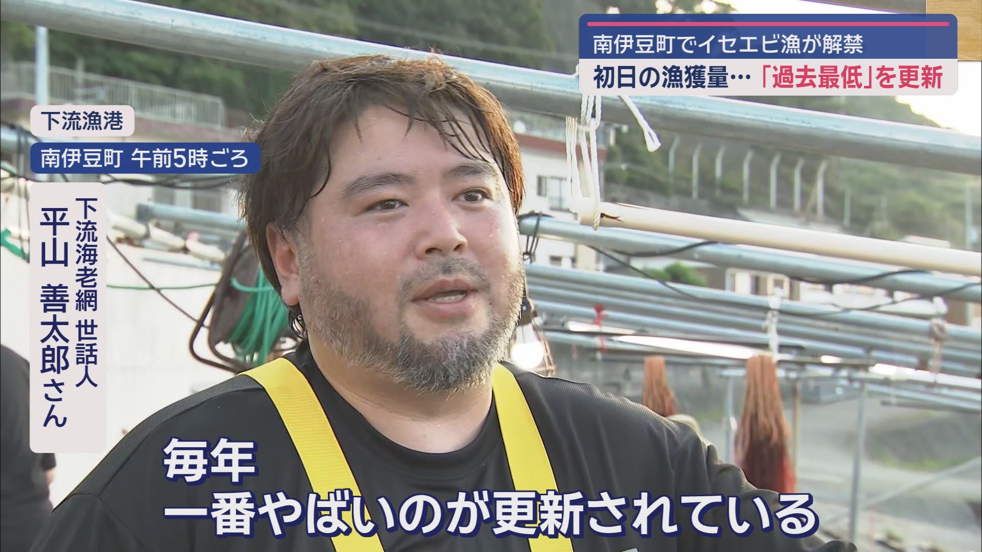黒潮大蛇行の終息で期待のイセエビ漁…初日の水揚げは過去最低でも「少しずつ増えていけば」　静岡・南伊豆町