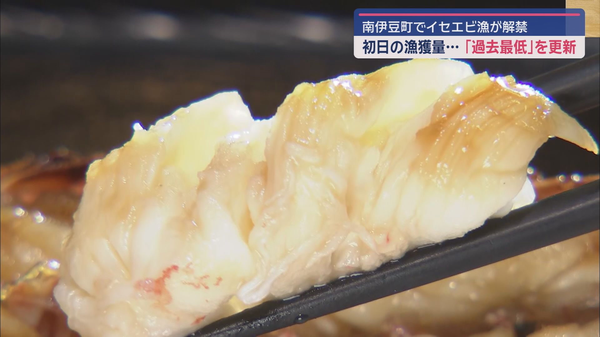 黒潮大蛇行の終息で期待のイセエビ漁…初日の水揚げは過去最低でも「少しずつ増えていけば」　静岡・南伊豆町