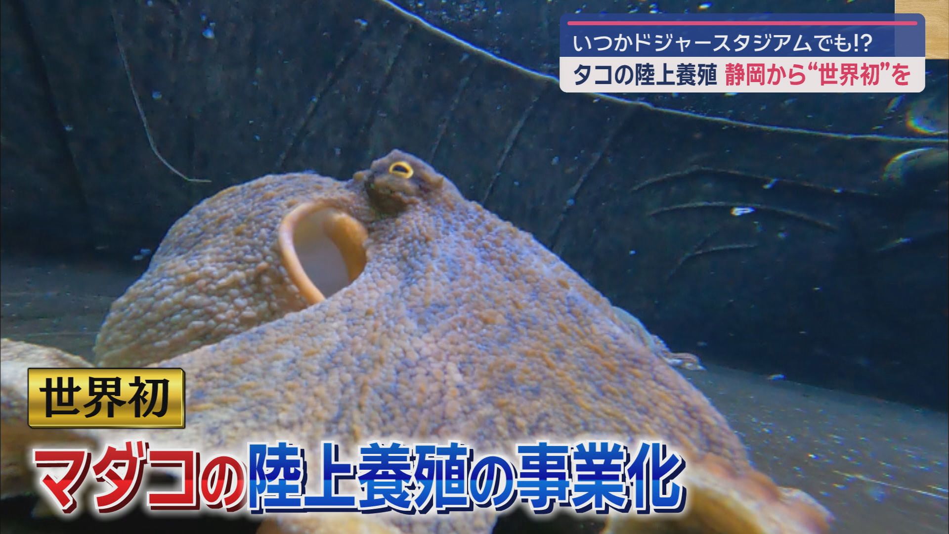 不漁が続き価格の高騰が続いているタコ　成功すれば世界初のマダコの陸上養殖の研究が静岡県内で行われています