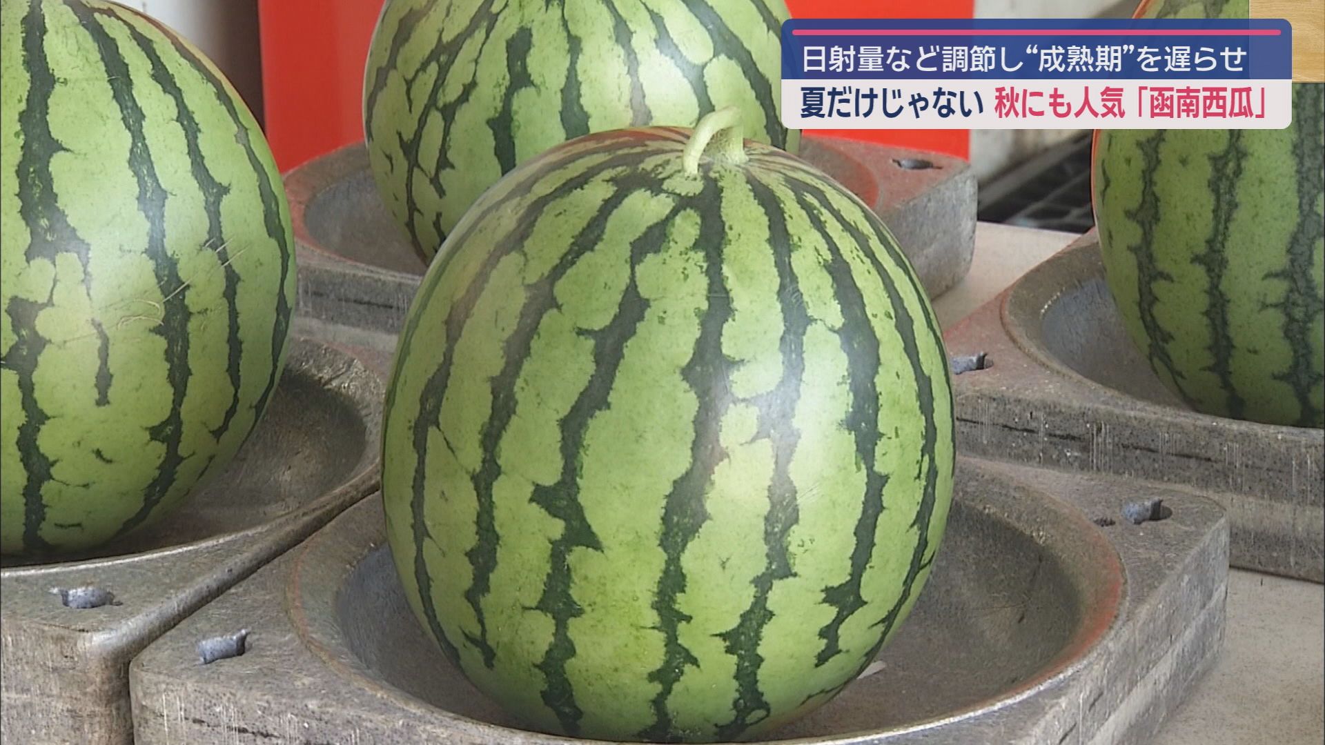 秋に出荷される「函南西瓜」の目ぞろえ会が開かれる　静岡・函南町