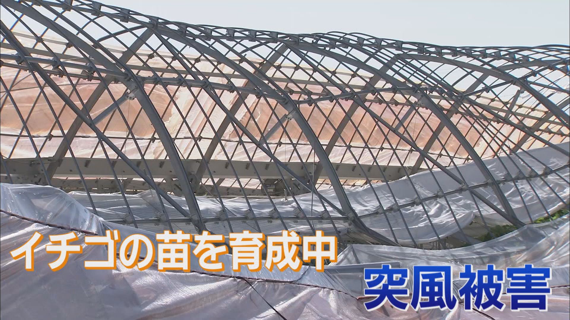「もう諦めるしかない」…ビニールハウスの鉄骨の柱がぐにゃり　台風15号で農業に大きな被害　静岡・吉田町