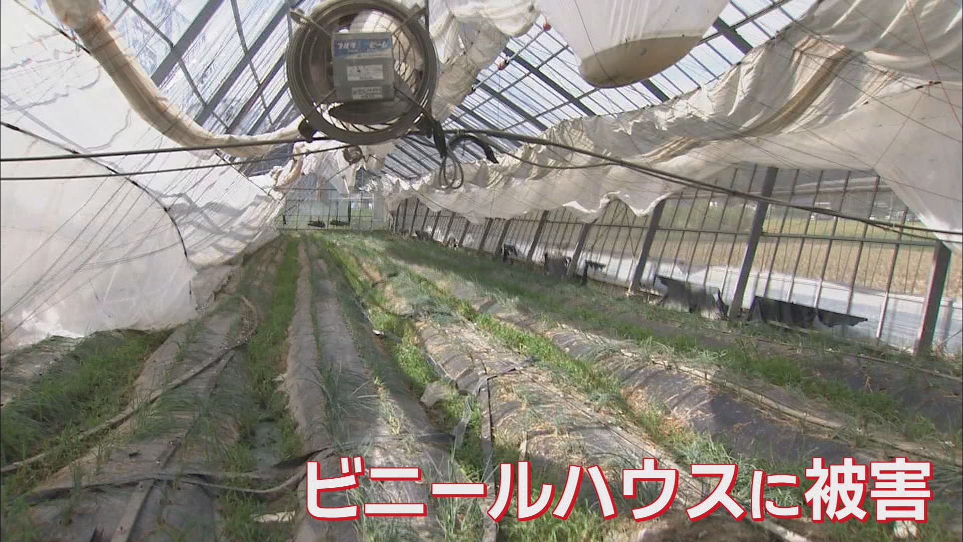 「もう諦めるしかない」…ビニールハウスの鉄骨の柱がぐにゃり　台風15号で農業に大きな被害　静岡・吉田町