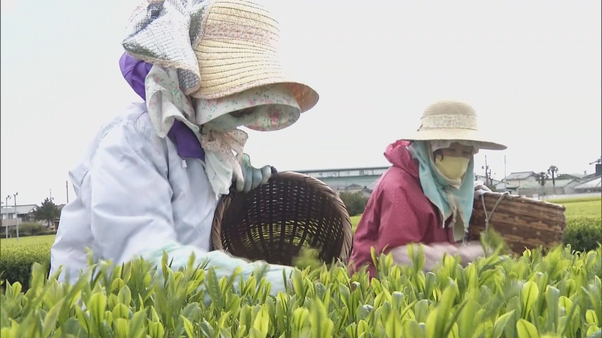 一番茶生産量が初めて“首位陥落” 首位奪還にあの手この手 鈴木知事「構造転換を図り強い茶業を目指す」 静岡県