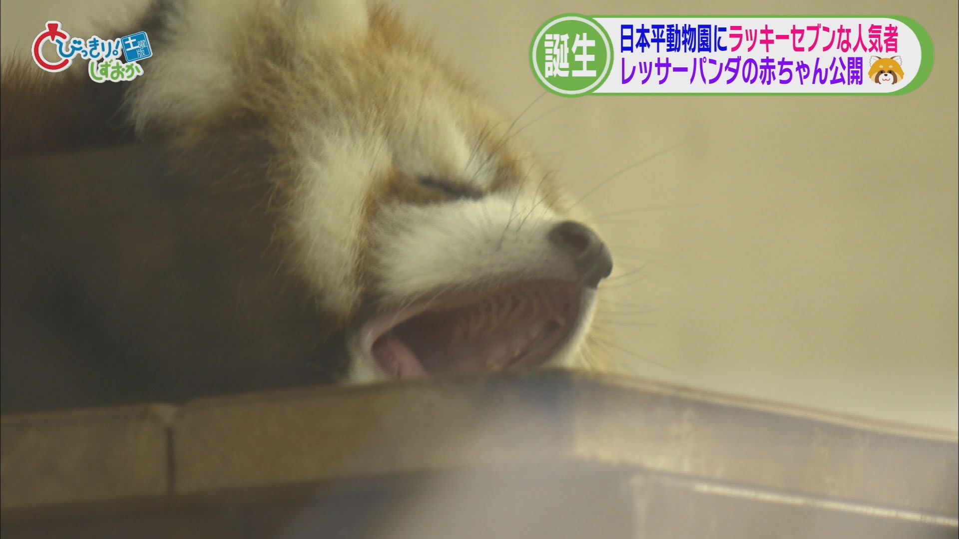 【5分でわかる静岡の1週間】777生まれのレッサーパンダ公開 介護施設で暴行か 被災地の担当者が講演 県のサブスク「しずGo!」 マグロとカツオで新たなはんぺん