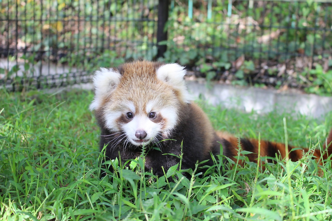 静岡市の日本平動物園で7月に生まれたレッサーパンダの赤ちゃんが15日から一般公開 名前の募集も開始