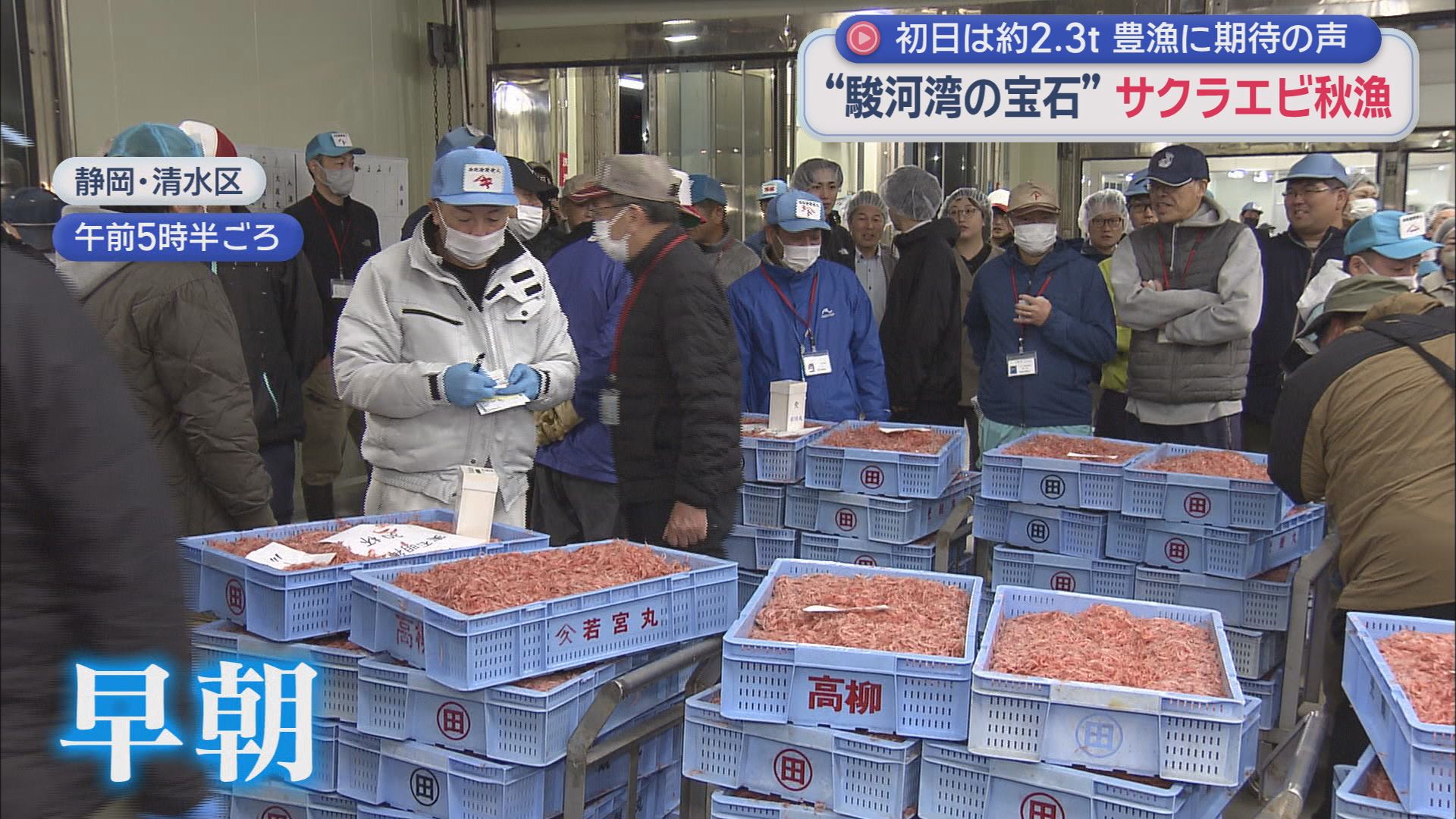 待ちに待った「駿河湾の宝石」　サクラエビ秋漁が始まる　天候などの影響で解禁日から6日経っての初漁に