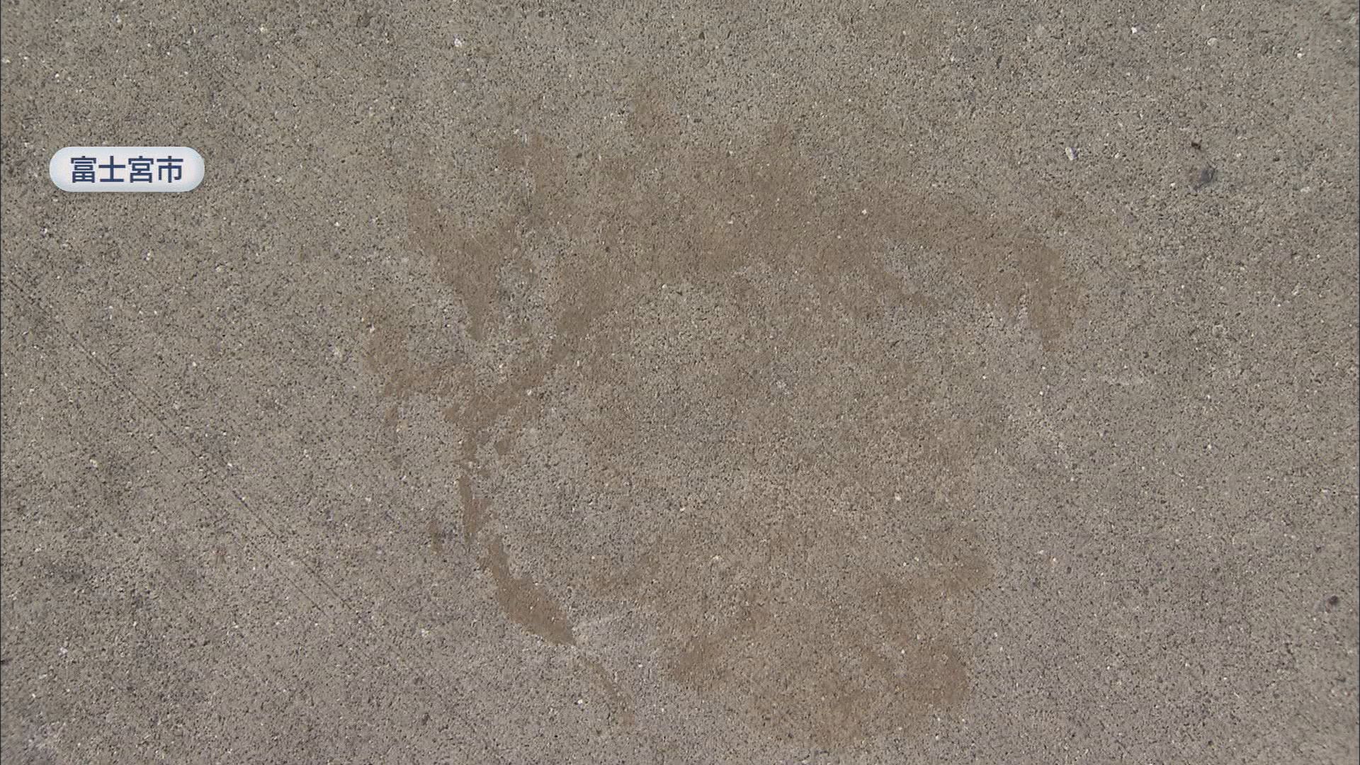 住宅の敷地で見つかった熊の足跡