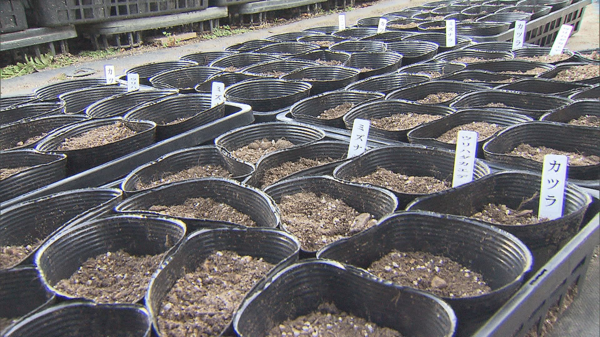 【リニア】3年前始まった「残土置き場の緑化計画」…必要な苗は9万本　地元の小学生が種まき　静岡市・井川小学校