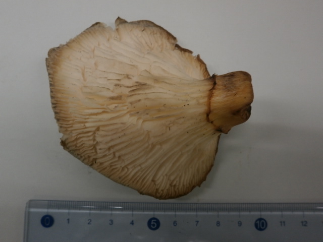 毒キノコの「ツキヨタケ」