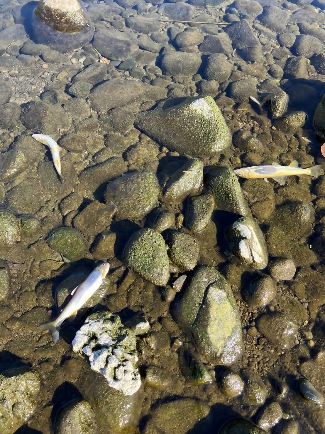 静岡市清水区の庵原川でアユなどおよそ５００匹の魚が死んでいるのが見つかる　６日にも同じ場所で数十匹のアユの死骸が確認