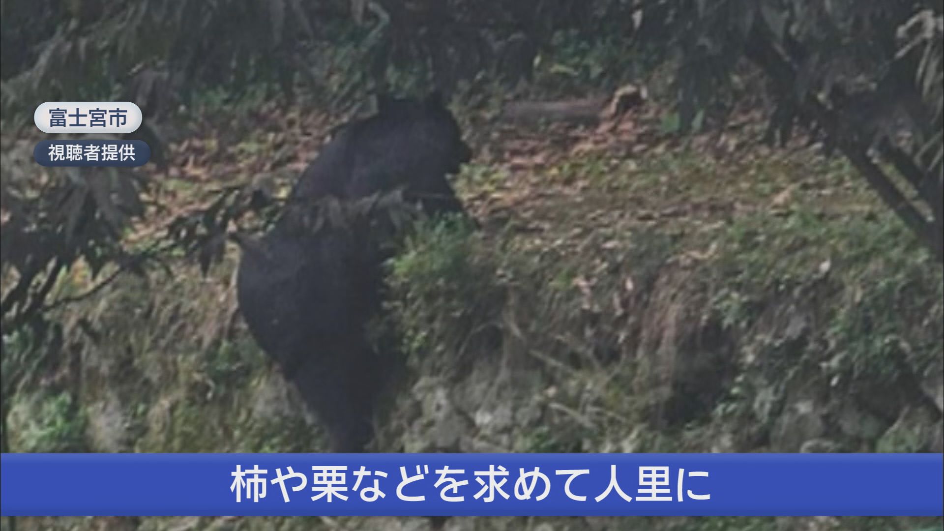 全国でクマ被害急増　10月だけで16件の目撃情報…小学校にはクマの足跡　静岡・富士宮市