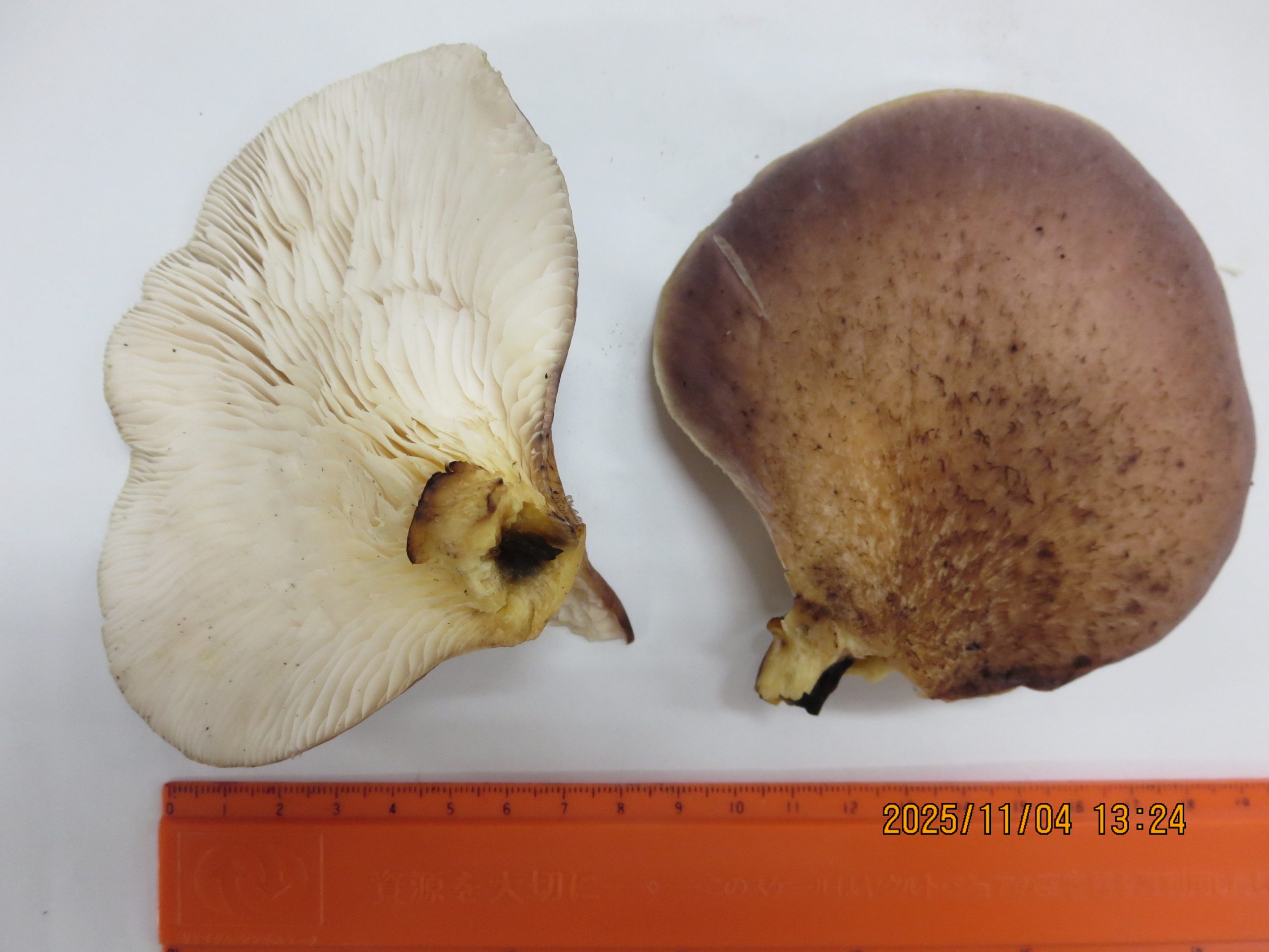 毒キノコの「ツキヨタケ」